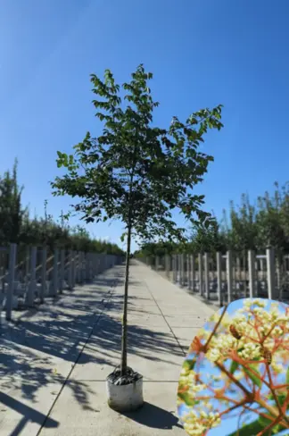 Bienenbaum | Tetradium daniellii - Euodia daniellii