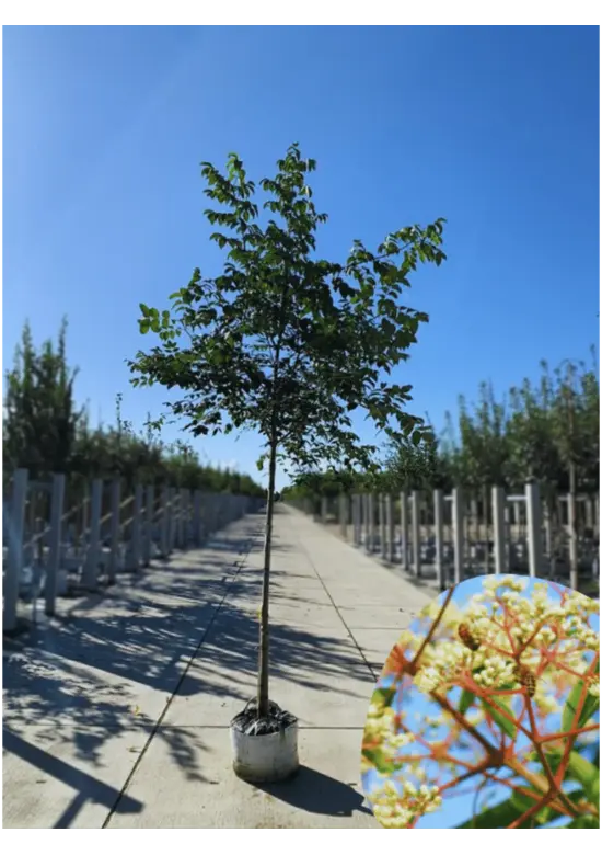 Bienenbaum | Tetradium daniellii - Euodia daniellii