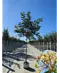Bienenbaum | Tetradium daniellii - Euodia daniellii