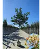 Bienenbaum | Tetradium daniellii - Euodia daniellii