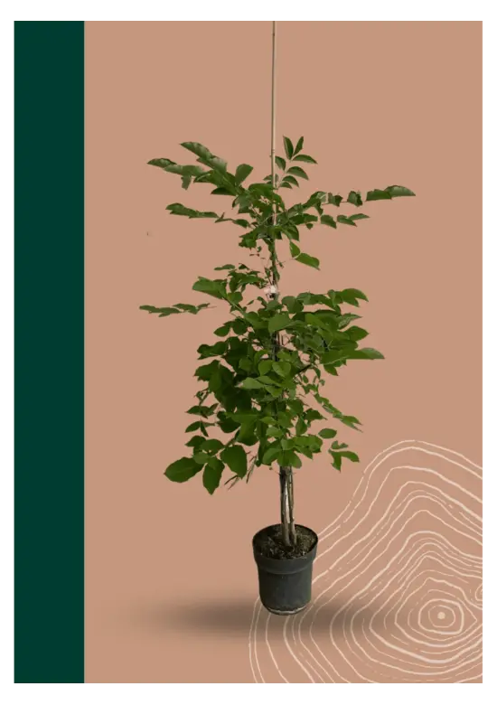 Bienenbaum | Tetradium daniellii - Euodia daniellii