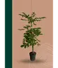 Bienenbaum | Tetradium daniellii - Euodia daniellii