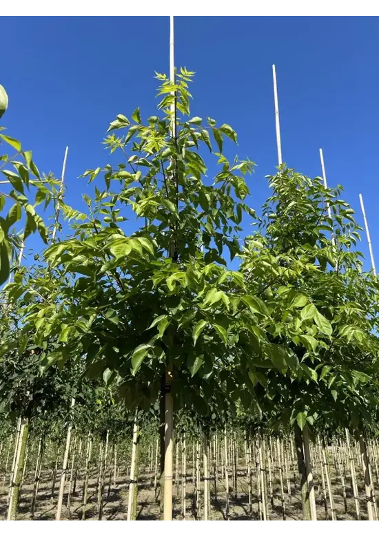 Bienenbaum | Tetradium daniellii - Euodia daniellii