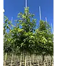 Bienenbaum | Tetradium daniellii - Euodia daniellii