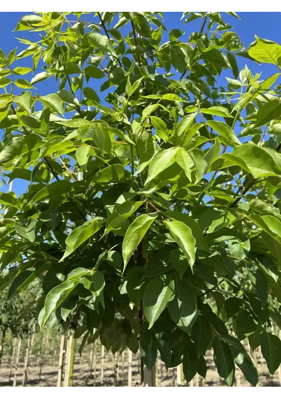 Bienenbaum | Tetradium daniellii - Euodia daniellii