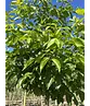 Bienenbaum | Tetradium daniellii - Euodia daniellii