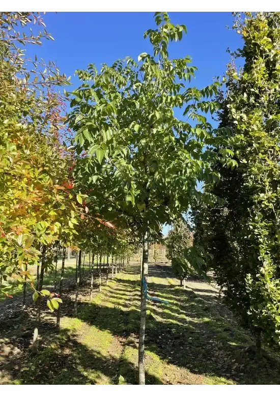 Bienenbaum | Tetradium daniellii - Euodia daniellii