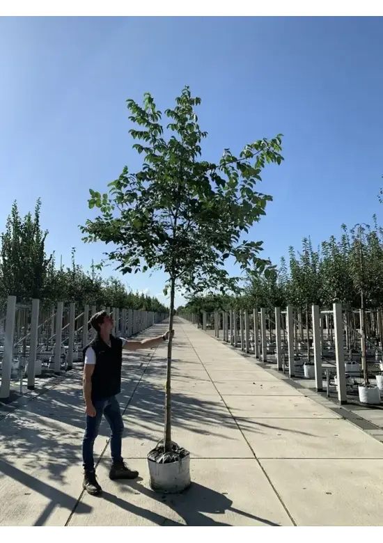 Bienenbaum | Tetradium daniellii - Euodia daniellii