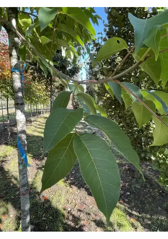 Bienenbaum | Tetradium daniellii - Euodia daniellii