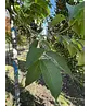 Bienenbaum | Tetradium daniellii - Euodia daniellii