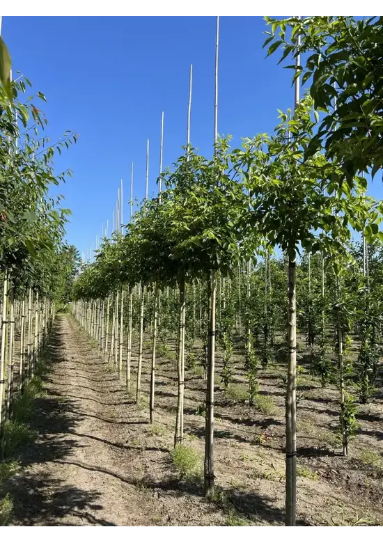 Bienenbaum | Tetradium daniellii - Euodia daniellii