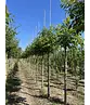 Bienenbaum | Tetradium daniellii - Euodia daniellii