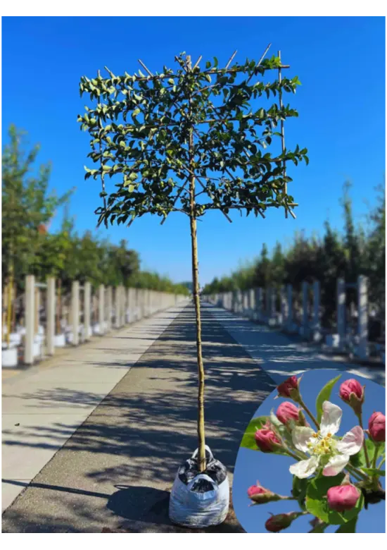 Zierapfel Spalierbaum | Malus 'Evereste'