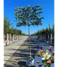 Zierapfel Spalierbaum | Malus 'Evereste'