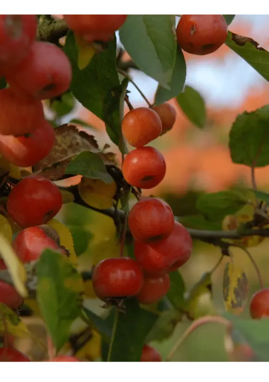 Zierapfel Spalierbaum | Malus 'Evereste'