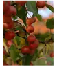 Zierapfel Spalierbaum | Malus 'Evereste'