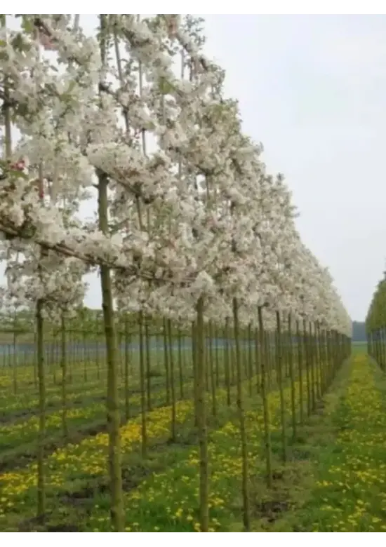 Zierapfel Spalierbaum | Malus 'Evereste'