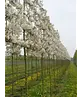 Zierapfel Spalierbaum | Malus 'Evereste'