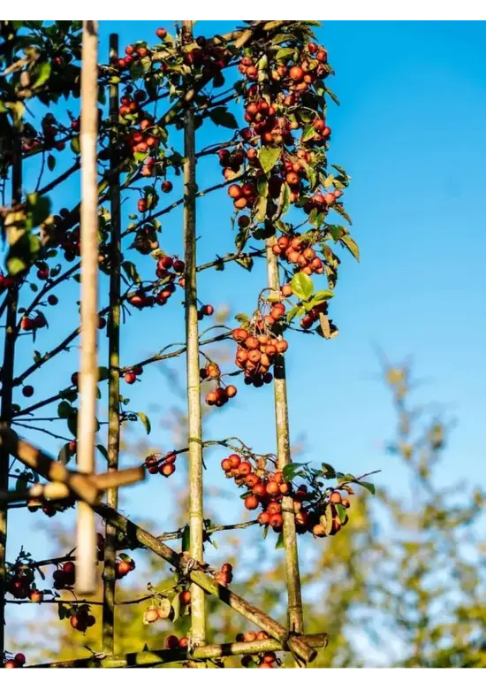 Zierapfel Spalierbaum | Malus 'Evereste'