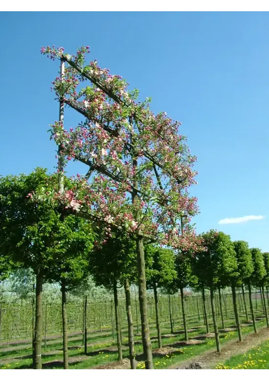 Zierapfel Spalierbaum | Malus 'Evereste'