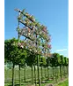 Zierapfel Spalierbaum | Malus 'Evereste'