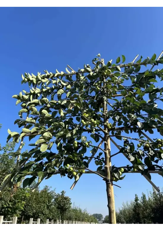 Zierapfel Spalierbaum | Malus 'Evereste'