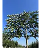 Zierapfel Spalierbaum | Malus 'Evereste'