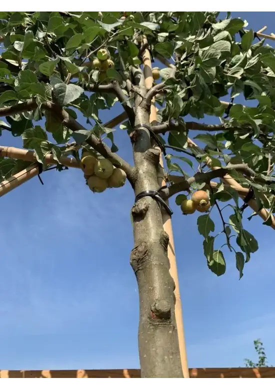 Zierapfel Spalierbaum | Malus 'Evereste'