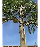 Zierapfel Spalierbaum | Malus 'Evereste'
