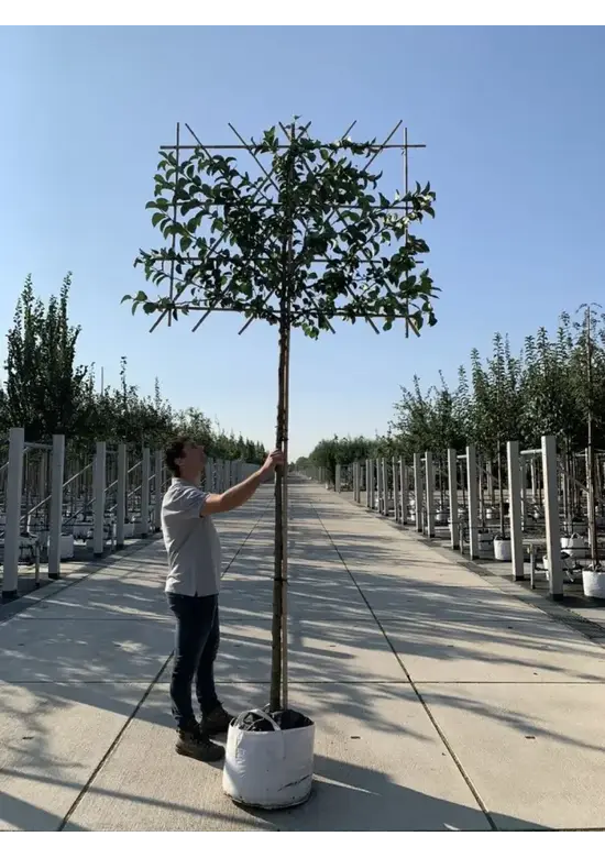 Zierapfel Spalierbaum | Malus 'Evereste'