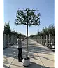 Zierapfel Spalierbaum | Malus 'Evereste'