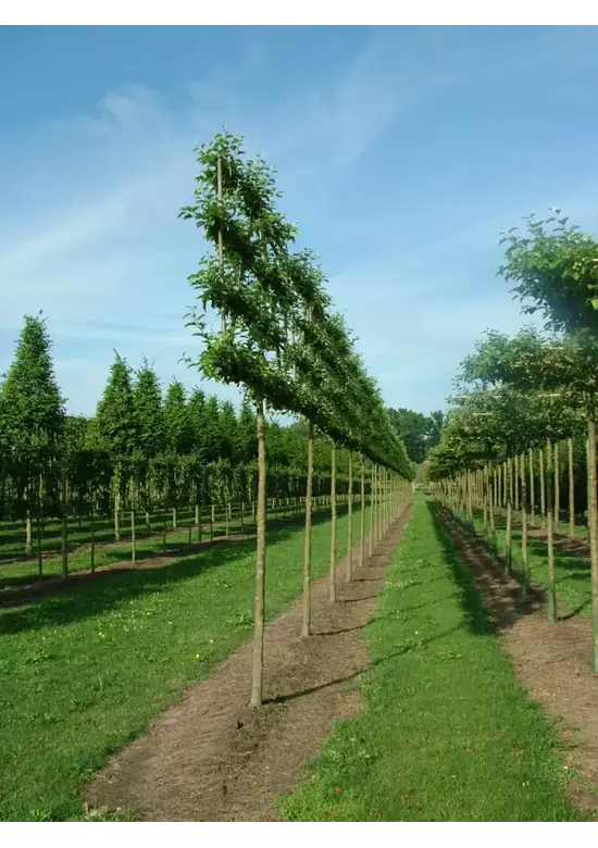 Zierapfel Spalierbaum | Malus 'Evereste'