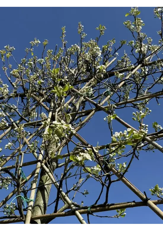 Stadtbirne 'Chanticleer' Spalierbaum | Pyrus calleryana 'Chanticleer'