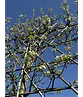 Stadtbirne 'Chanticleer' Spalierbaum | Pyrus calleryana 'Chanticleer'