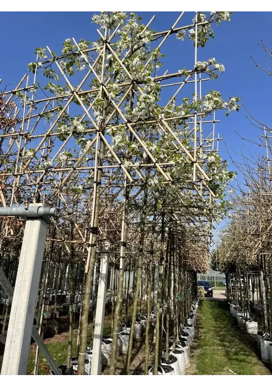 Stadtbirne 'Chanticleer' Spalierbaum | Pyrus calleryana 'Chanticleer'