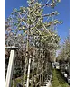 Stadtbirne 'Chanticleer' Spalierbaum | Pyrus calleryana 'Chanticleer'