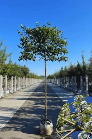 Stadtbirne 'Chanticleer' Spalierbaum | Pyrus calleryana 'Chanticleer'
