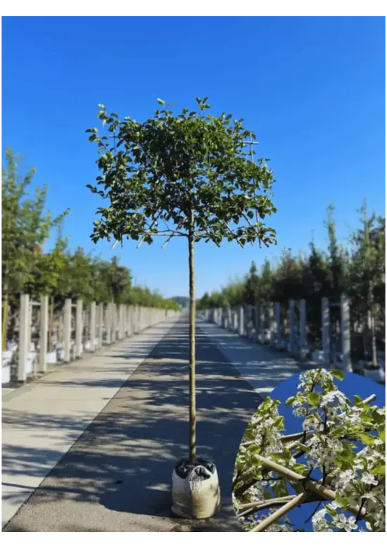 Stadtbirne 'Chanticleer' Spalierbaum | Pyrus calleryana 'Chanticleer'