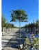 Stadtbirne 'Chanticleer' Spalierbaum | Pyrus calleryana 'Chanticleer'