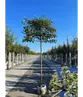 Stadtbirne 'Chanticleer' Spalierbaum | Pyrus calleryana 'Chanticleer'