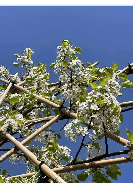 Stadtbirne 'Chanticleer' Spalierbaum | Pyrus calleryana 'Chanticleer'