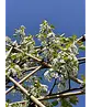 Stadtbirne 'Chanticleer' Spalierbaum | Pyrus calleryana 'Chanticleer'