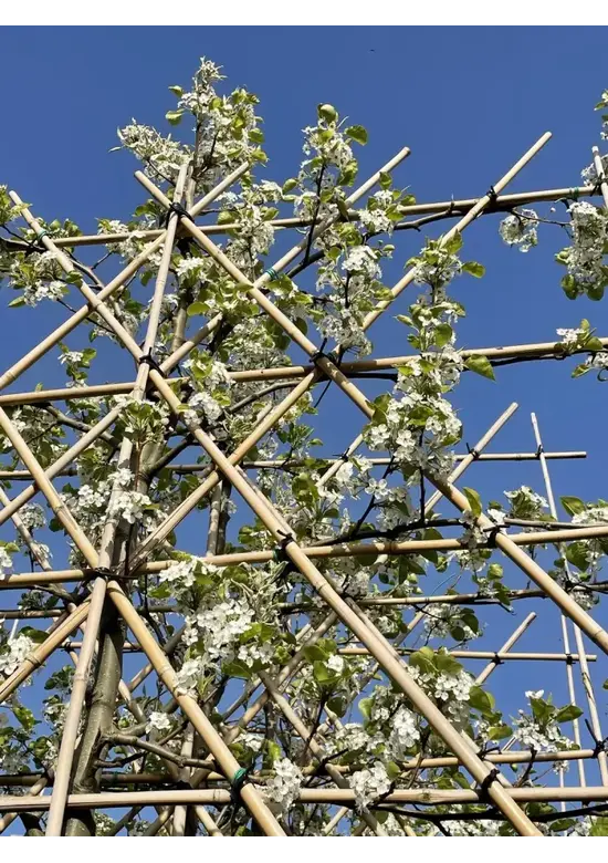 Stadtbirne 'Chanticleer' Spalierbaum | Pyrus calleryana 'Chanticleer'