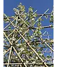 Stadtbirne 'Chanticleer' Spalierbaum | Pyrus calleryana 'Chanticleer'