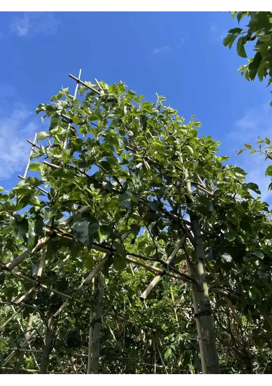 Stadtbirne 'Chanticleer' Spalierbaum | Pyrus calleryana 'Chanticleer'