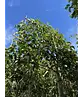 Stadtbirne 'Chanticleer' Spalierbaum | Pyrus calleryana 'Chanticleer'