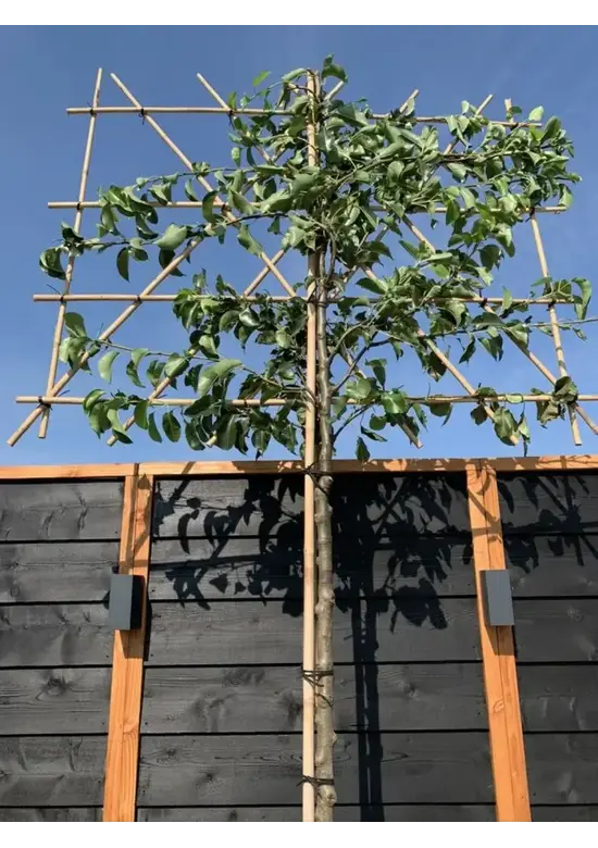 Stadtbirne 'Chanticleer' Spalierbaum | Pyrus calleryana 'Chanticleer'