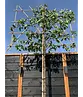 Stadtbirne 'Chanticleer' Spalierbaum | Pyrus calleryana 'Chanticleer'