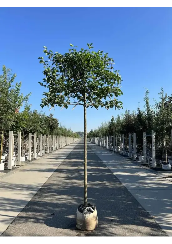 Stadtbirne 'Chanticleer' Spalierbaum | Pyrus calleryana 'Chanticleer'