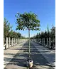 Stadtbirne 'Chanticleer' Spalierbaum | Pyrus calleryana 'Chanticleer'